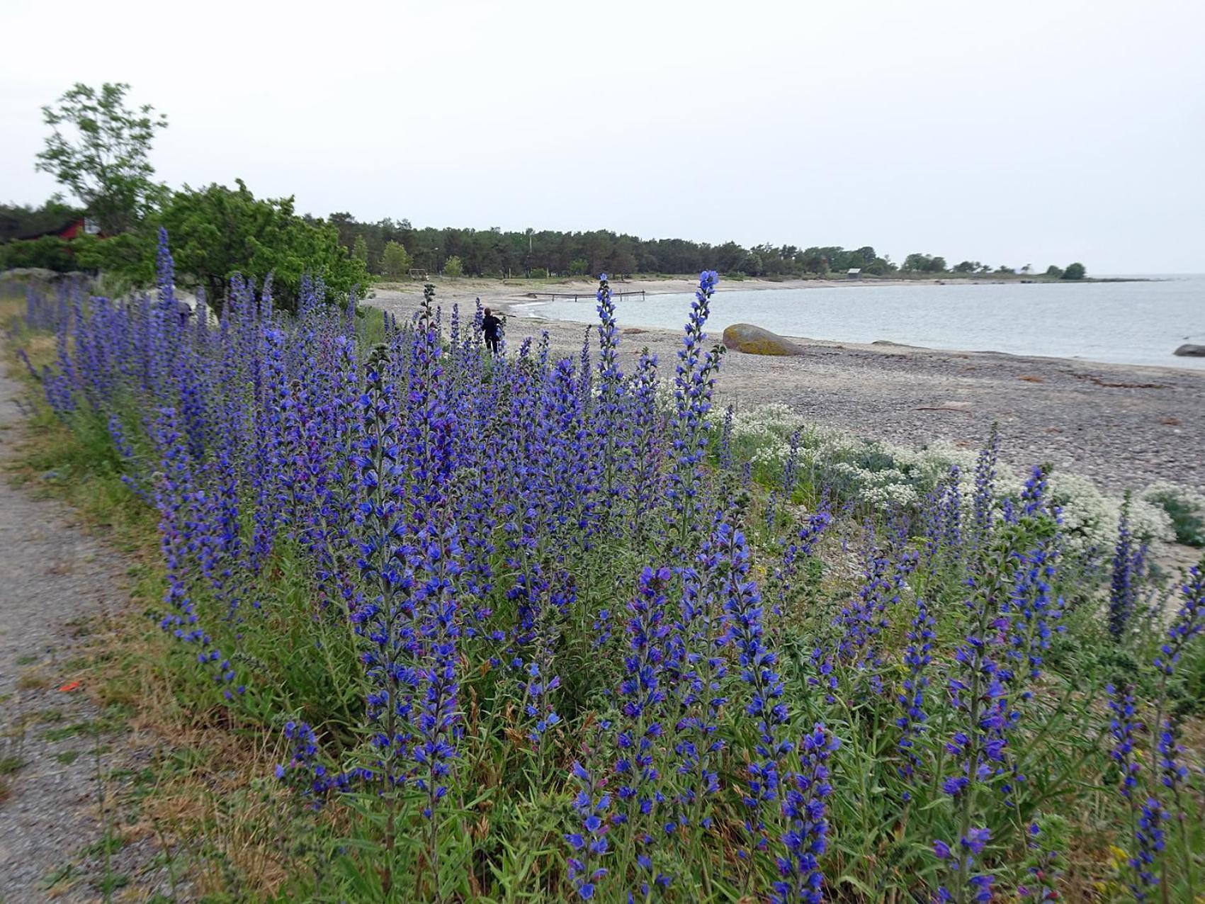 1C, Foersta Parkett, 50M Till Badstrand Byxelkrok Extérieur photo